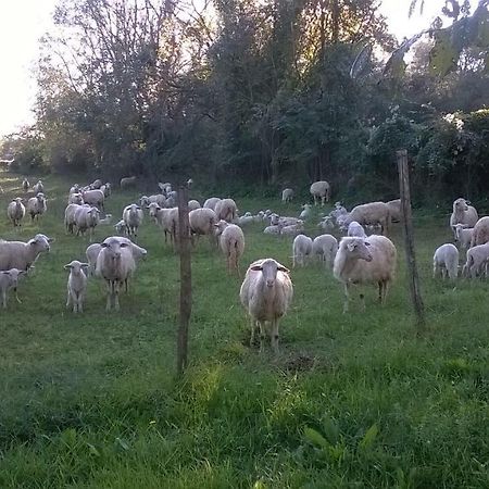 Casale Del Tiglio Bed and Breakfast Cerveteri Exterior foto