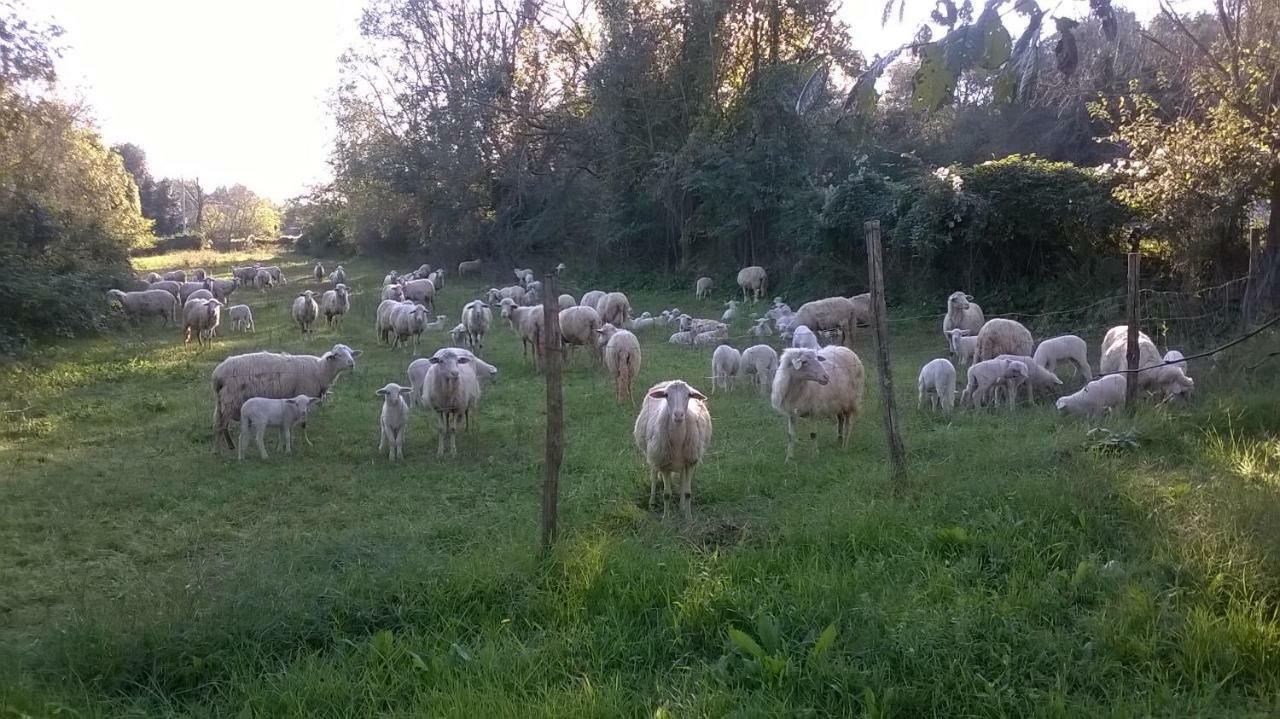 Casale Del Tiglio Bed and Breakfast Cerveteri Exterior foto